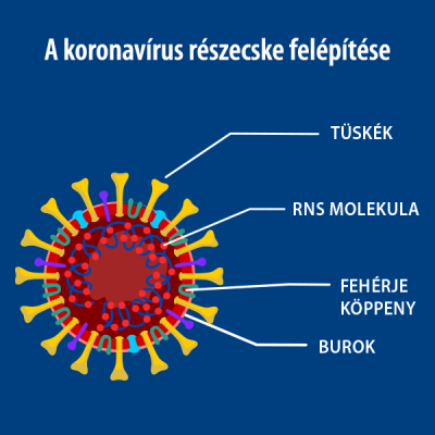 corona-virus-felepitese